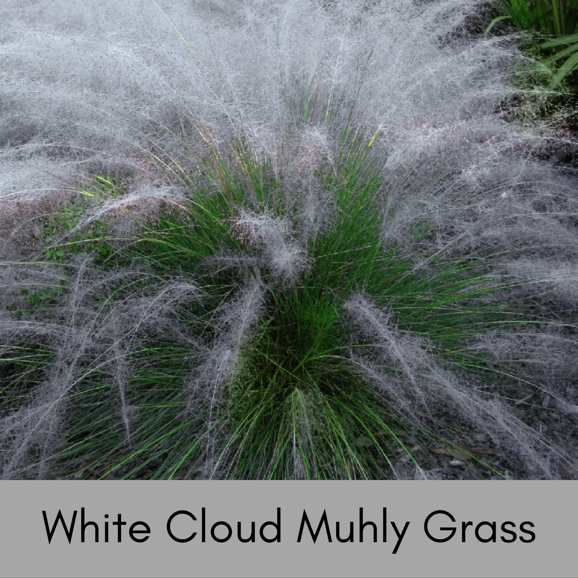 White Cloud Muhly Grass – 1 Quart Container | Elegant Ornamental Grass