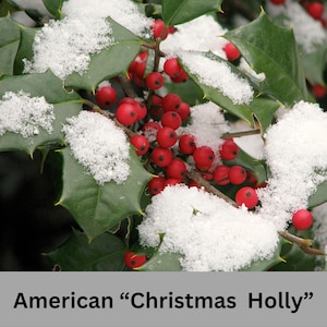 AMERICAN HOLLY, Christmas Holly Berries, 2&#39; TO 3&#39; Feet Tall, 3 Gallon Plant, Native Plant!  Red Berries, Evergreen Hedge Shrub, Sun Loving