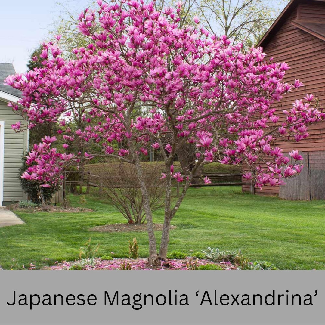 Japanese Magnolia 'alexandrina' | Pink Flowers | 3 Gallon