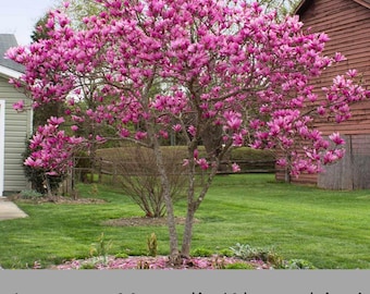Japanese Magnolia ‘Alexandrina’ | Pink Flowers | 3 Gallon Plant Sizes | Great Shade Tree with Winter Pink and Purple Blooms!