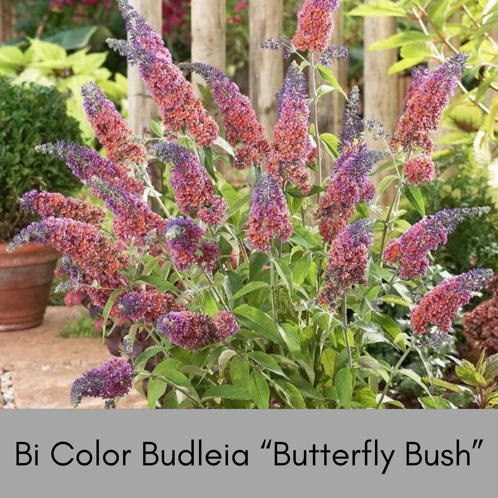 Bi-color Butterfly Bush Live Plant – Quart Size – Purple and Orange ...