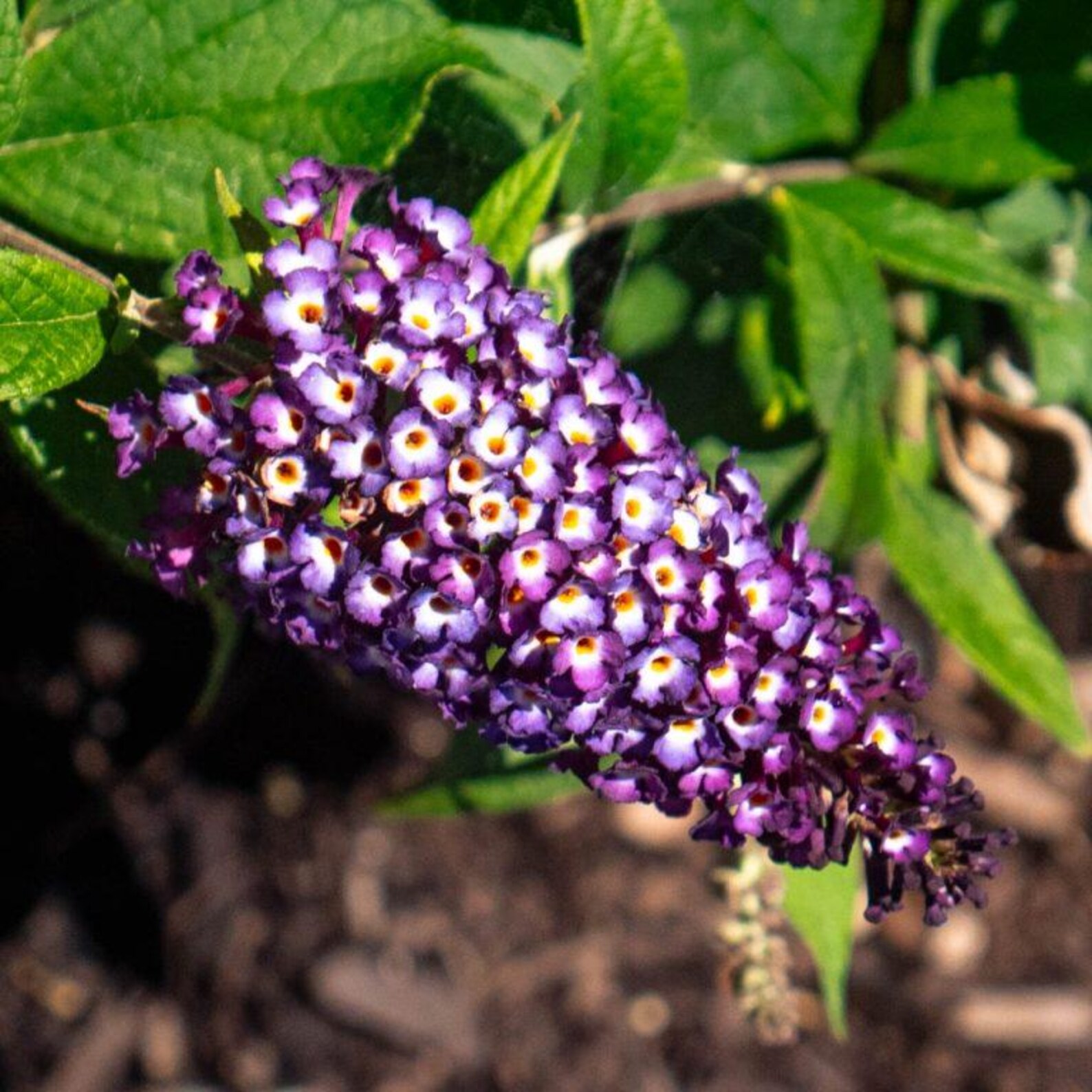Buddleja Fragrant Blueberry Pie™ Butterfly Bush | Fragrant, Compact Shrub for Pollinators ...