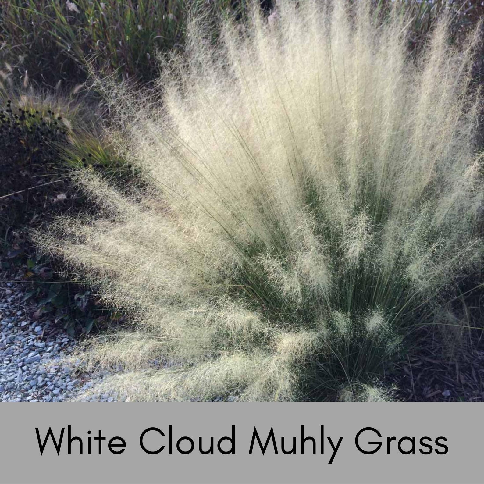 White Cloud Muhly Grass – 1 Quart Container | Elegant Ornamental Grass