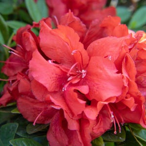 Ever After™ Ruby Reblooming Azalea | Vibrant Red Blooms | Reblooming Shrub