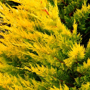 WEST WIND Leyland Cypress, Yellow Evergreen Hedge, 4 plants included with every order!