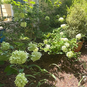 Op de afbeelding: Een witte keramische mok met een zwarte handgreep en de tekst "But First, Coffee" in een zwarte, vetgedrukte letter. De mok staat op een wit oppervlak. De mok is 10 cm hoog.