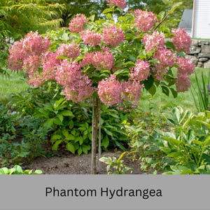 May include: A Phantom Hydrangea shrub with large, cone-shaped clusters of pink flowers. The shrub has green foliage and a slender trunk. The image is set in a garden with other greenery and a stone wall in the background.
