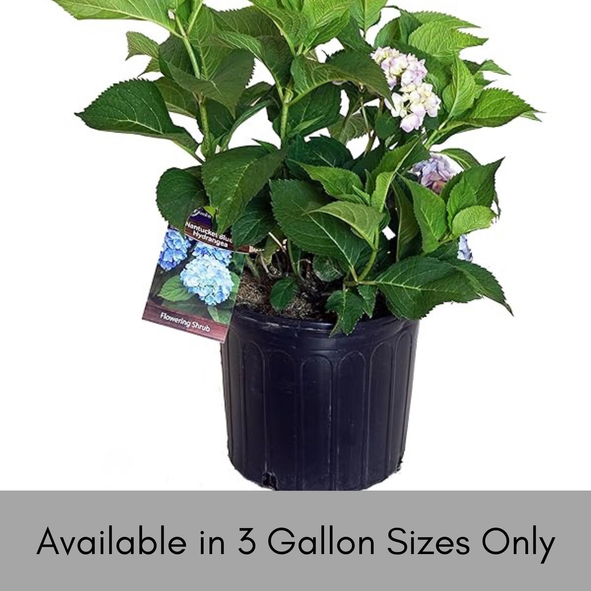 Big Daddy Hydrangea, Hydrangea Macrophylla | Live Plants | Blue