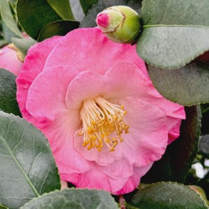 PINK Camellia  ‘April Remembered’ -  A Cold Hardy Camellia Japonica - Grows North to Zone 6b - 4 PLANTS with Each Order! FREE Shipping!