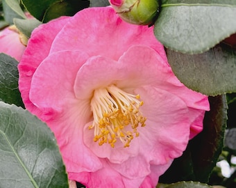 PINK Camellia  ‘April Remembered’ -  A Cold Hardy Camellia Japonica - Grows North to Zone 6b - 4 PLANTS with Each Order! FREE Shipping!