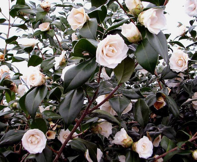 SALE SEAFOAM CAMELLIA 4 plants with ea. order Etsy