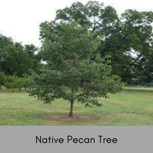 May include: A young pecan tree growing in a grassy field. The tree has a single trunk and a full, rounded canopy of green leaves.