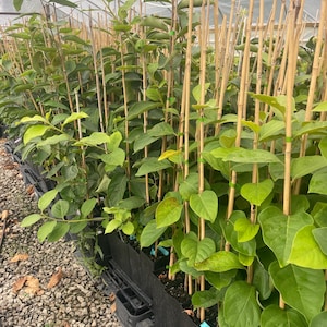 FUYU PERSIMMON | Free Shipping on all Grafted persimmon | Asian Fruit tree that is self pollinating, dried fruits, Buy 4 to a box and SAVE!! image 2