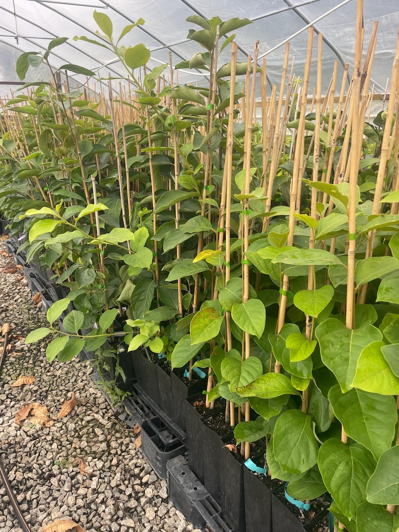 FUYU PERSIMMON | Free Shipping on all Grafted persimmon | Asian Fruit tree that is self pollinating, dried fruits, Buy 4 to a box and SAVE!! image 2