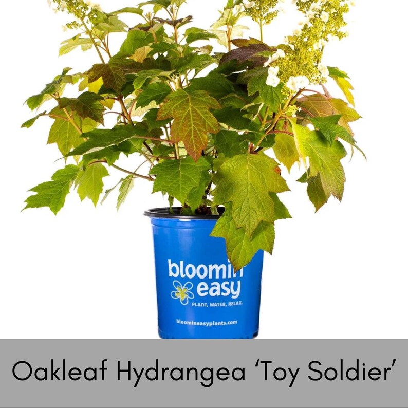 Oakleaf Hydrangea, Great Fall Color, Butterfly Magnet, Pee Gee ...