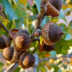 May include: Close-up of several brown acorns attached to a tree branch. The acorns have textured caps and are surrounded by green and yellow leaves. The image is well-lit, highlighting the details of the acorns and foliage.