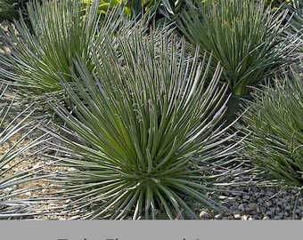 Twin Flowered Agave (Agave geminiflora) | 1 Quart Container | Drought-Tolerant, Low-Maintenance Succulent