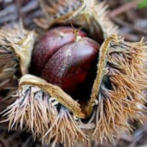 May include: Close-up of two shiny, dark brown chestnuts nestled inside a spiky, light brown burr. The burr is open, revealing the smooth, rounded nuts. The background is blurred, suggesting an outdoor setting.