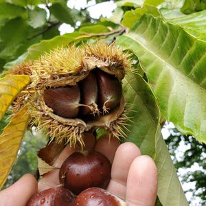 May include: A spiky, light brown chestnut burr split open to reveal three dark brown, smooth chestnuts inside, while three additional polished, dark brown chestnuts are held in the foreground, surrounded by large, serrated green leaves.