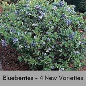 Blueberry Bush Collection – Brightwell, Premier, Climax, Tift Blue – 8&quot; Tree Band Plants – Rabbiteye Varieties – Edible Fruit Shrubs