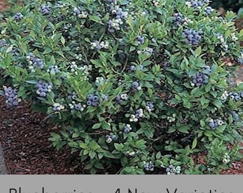 Blueberry Plants Live – 4 Varieties  – Brightwell, Premier, Climax, Tift Blue – 1 Gallon Fruit Bush – Fast Growing Edible Berry Plant