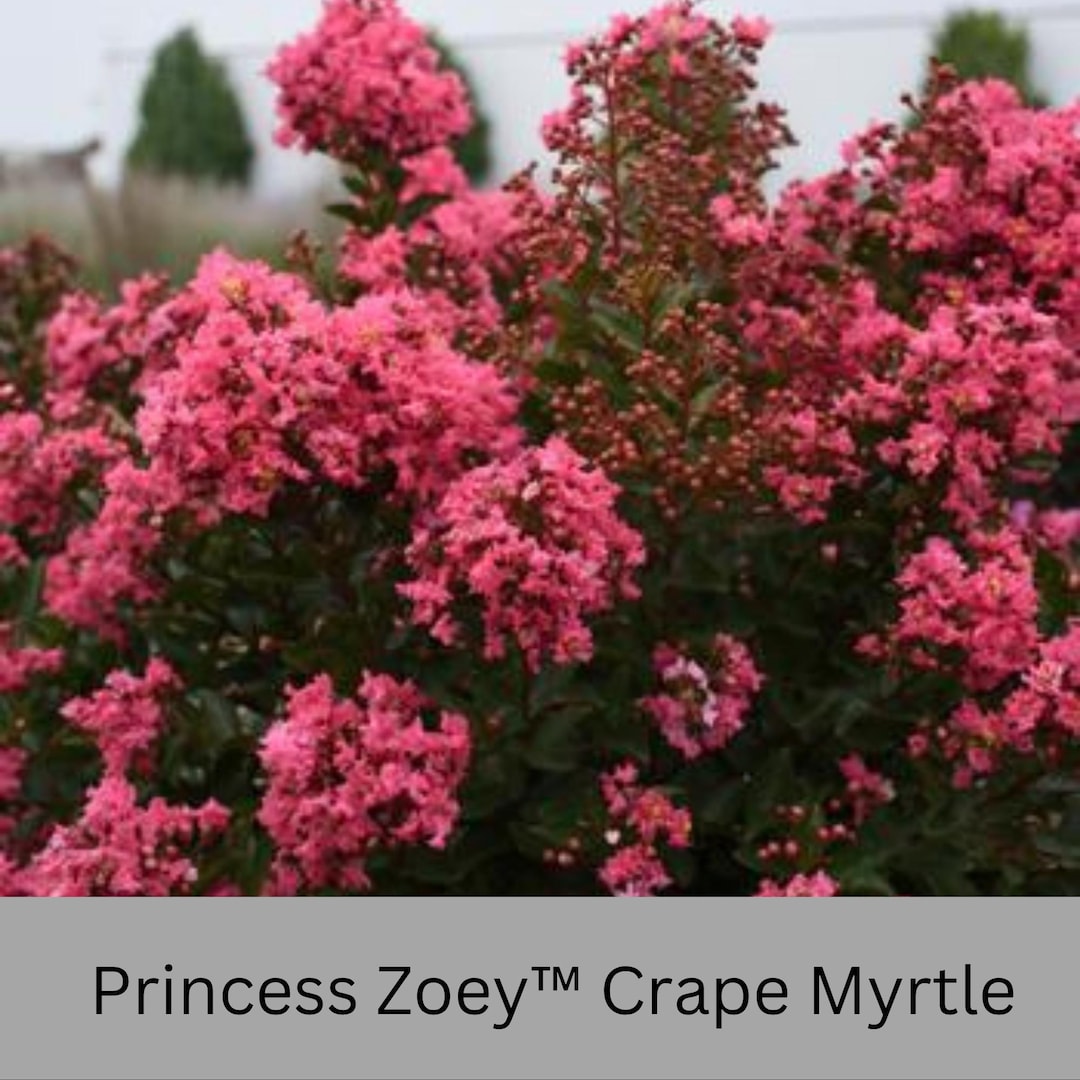Princess Zoey™ Crape Myrtle – Dwarf Pink-red Flowering Shrub | Compact ...