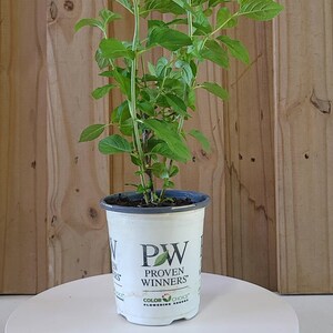 Op de afbeelding: Een witte keramische mok met een zwart handvat en de tekst "But first, coffee" in een zwarte, handgeschreven lettertype. De mok staat op een wit oppervlak.