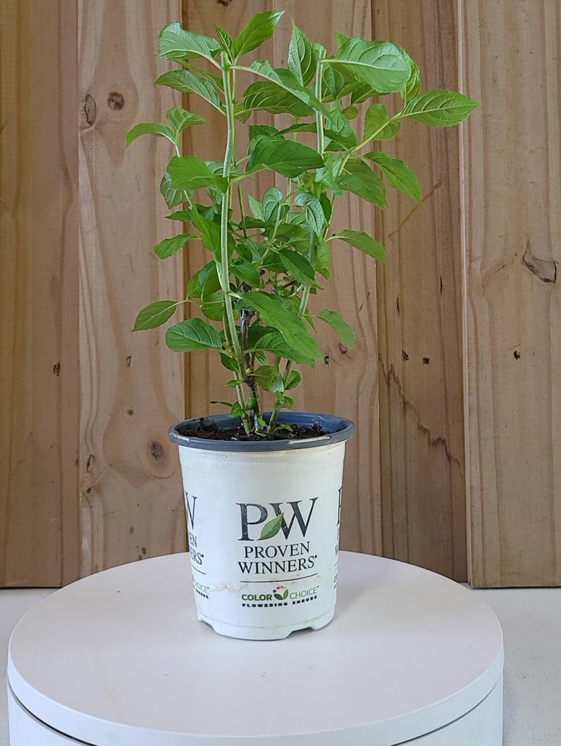 Op de afbeelding: Een witte keramische mok met een zwart handvat en de tekst "But first, coffee" in een zwarte, handgeschreven lettertype. De mok staat op een wit oppervlak.