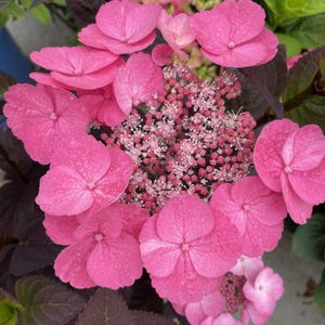Pink Dynamo™ Mountain Hydrangea | Lace cap Hydrangea | Available in Quarts, 1 Gallon, 2 Gallon Sizes | Great for cut flowers! | Bloomin Easy