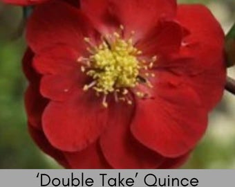 Double Take® Flowering Quince – 2 Colors:  Red Scarlet and Orange Storm | Proven Winners Shrub | 1 Gallon & 3 Gallon Live Plants