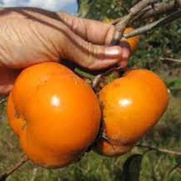 FUYU MATSUMOTO PERSIMMON - 3 Gallon Size Container - 36 to 48 Inches Tall - Free Shipping!! - Sweet Fruit for Canning and Fresh Fruit