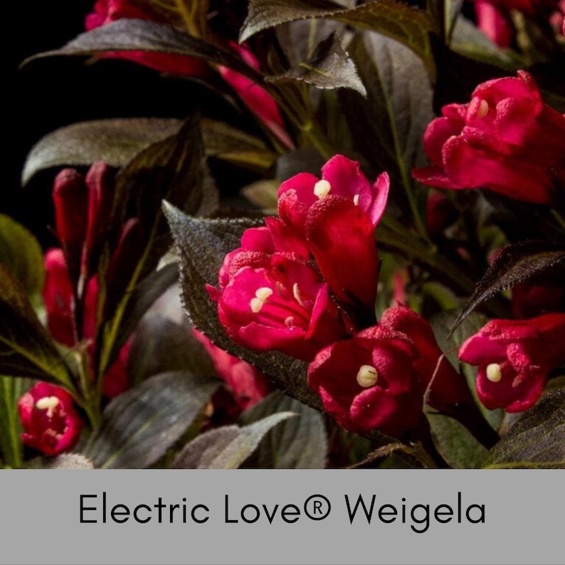Bloomin' Easy Electric Love Weigela - Thumbnail 2