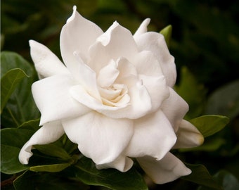 AUGUST BEAUTY GARDENIA - 3 Gallon Plant - Free Shipping! - Big Fragrant White Blooms