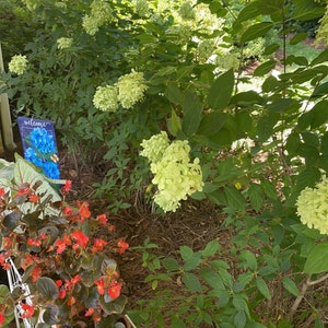 Op de afbeelding: Een tuin met weelderig groen gebladerte en levendige rode bloemen in een witte metalen plantenbak. Een welkomstbord met blauwe bloemen is zichtbaar. De sc&egrave;ne baadt in natuurlijk licht, wat een serene sfeer cre&euml;ert.