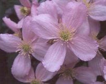 PINK CLEMATIS - "Mailbox Plant" - 1 Quart Size - Free Shipping!