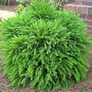 Dwarf Japanese Cedar | Cryptomeria Globosa Nana | 1, 3, & 7 Gallon Containers