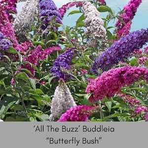 May include: A close-up of a 'All The Buzz' Buddleia, also known as a "Butterfly Bush", with purple, pink, and white flowers.