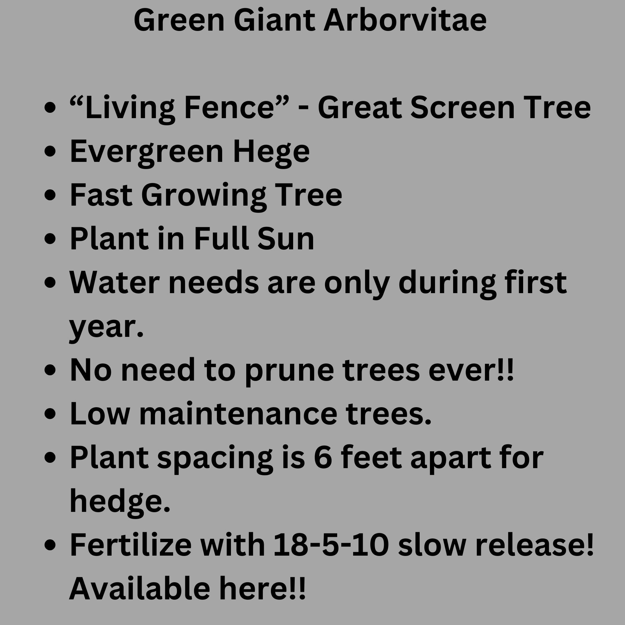 TUERVAS GIGANTES VERDES / ¡4 árboles por pedido! / \, image size:2000x2000