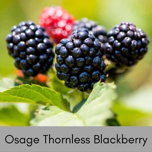 Osage Thornless Blackberry Plant | Edible Fruit | Pesticide Free 1 Gallon Size Bush | Garden Gift, Starter Plants | Honey Bees Friend image 3