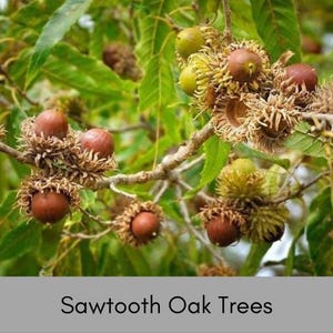 May include: Close-up of a sawtooth oak tree branch with numerous acorns. The acorns are brown and green and are surrounded by a prickly husk.