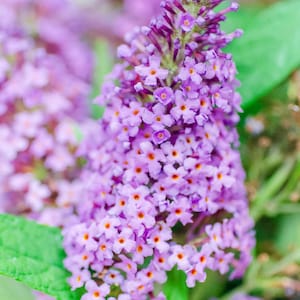 Li&#39;l Lavender™ Butterfly Bush – Butterfly Candy Collection