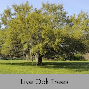 May include: A large live oak tree with green leaves and Spanish moss hanging from its branches. The tree is in a grassy field with a blue sky in the background. Live Oak Trees.