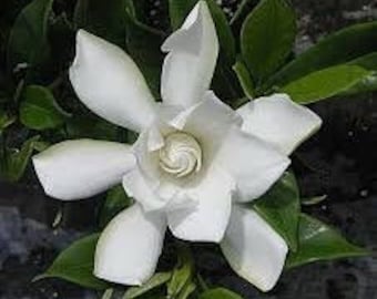 Gardenia Radicans - Fragrant Dwarf Gardenia, Compact Evergreen Shrub - Fast Shipping!