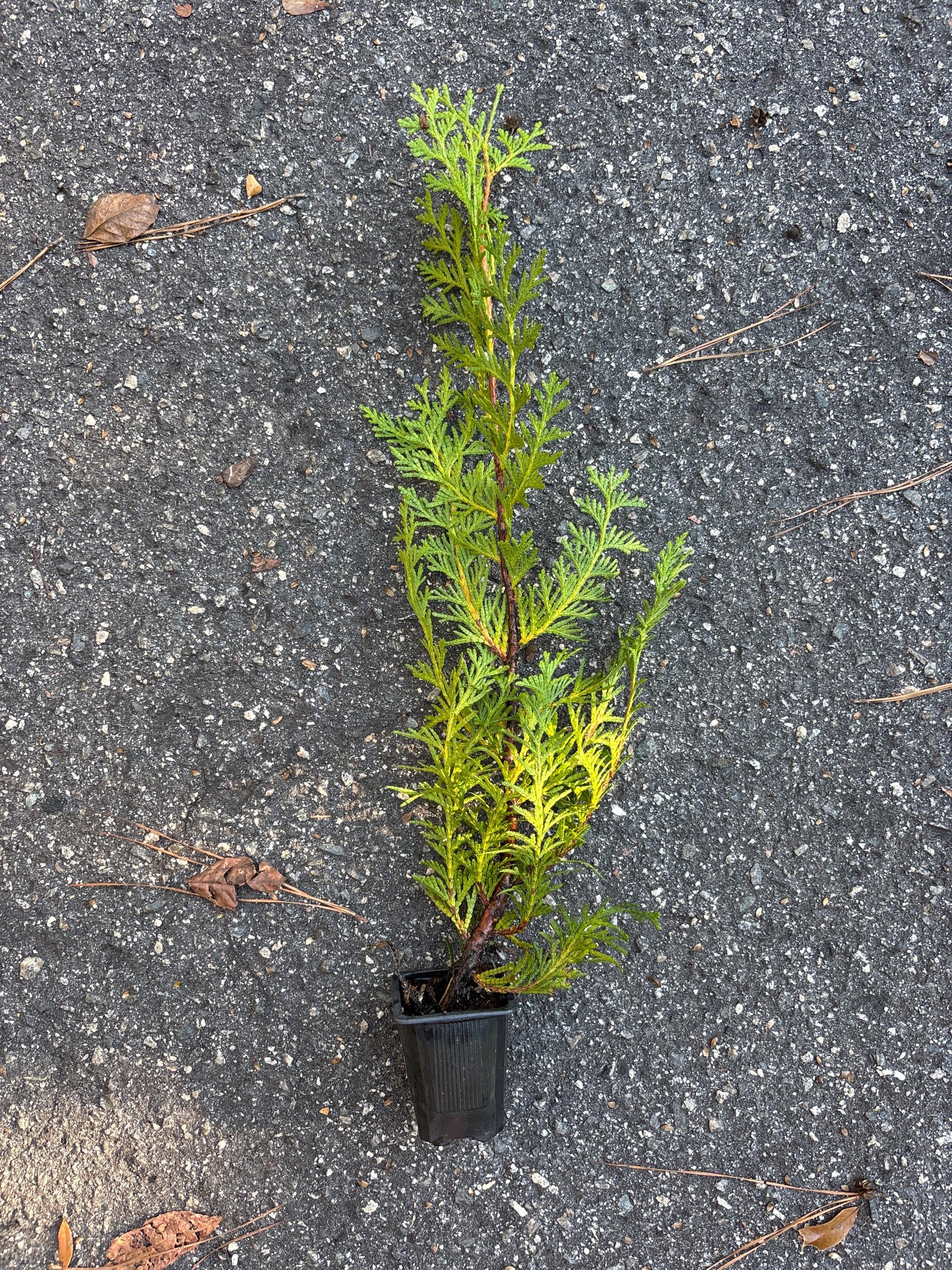 TUERVAS GIGANTES VERDES / ¡4 árboles por pedido! / \, image size:2250x3000