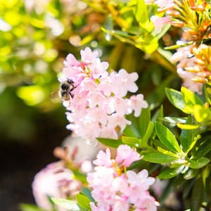 Bloombux® Blush Rhododendron – Boxwood Alternative with Pink Spring Flowers