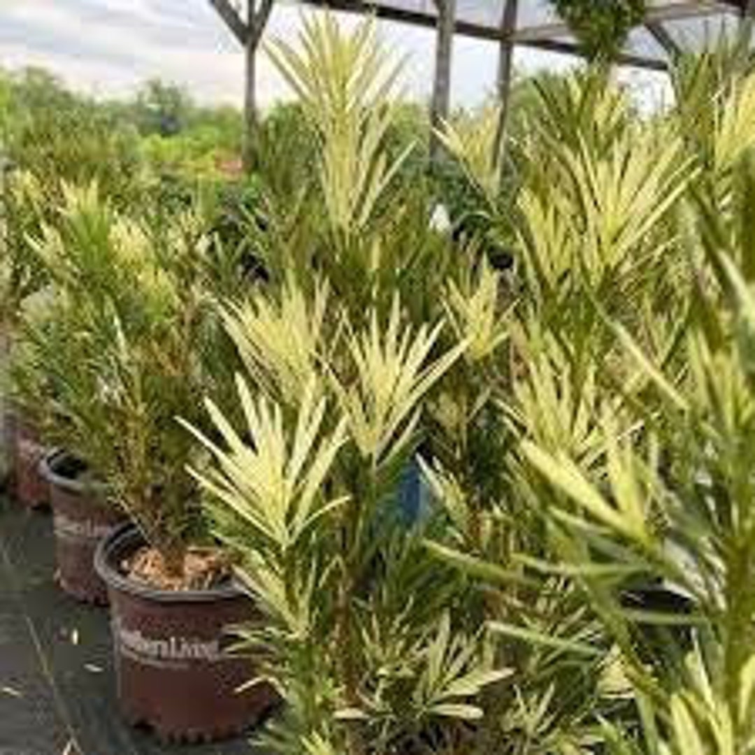 Roman Candle Podocarpus Southern Living Collection Elegant Evergreen