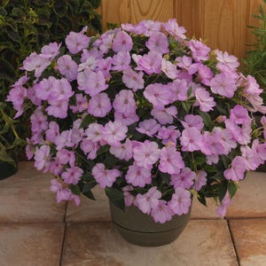 May include: A potted plant with numerous light purple flowers in full bloom. The flowers are clustered together, creating a dense, rounded shape. The plant is in a dark green pot, set against a backdrop of other plants and a wooden wall.