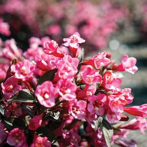 Stunner® Weigela – Bold Magenta Blooms & Dark Foliage by Bloomin&#39; Easy®