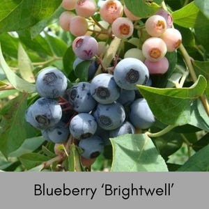 Brightwell Blueberry Bush – 1 Gallon Live Plant – Rabbiteye Blueberry – Edible Landscape Shrub – Cold Hardy Fruit Plant