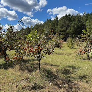 FUYU PERSIMMON | Free Shipping on all Grafted persimmon | Asian Fruit tree that is self pollinating, dried fruits, Buy 4 to a box and SAVE!! image 7